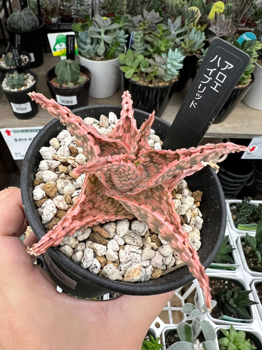 アガベ アロエなど 観葉植物セット② 数量限定】「11種類の中から 