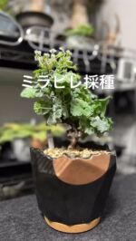 成長記録・完結】フォーカリア・赤怒涛×竜神の舞(実生) | 瞬月凌